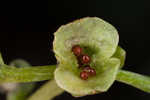 American golden saxifrage